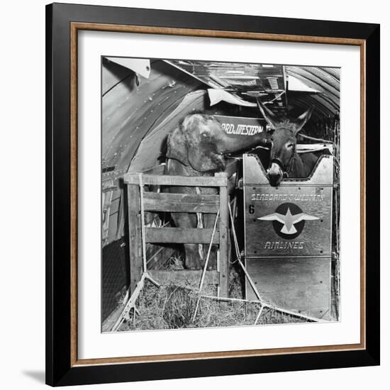 A Donkey and an Elephant-null-Framed Photographic Print