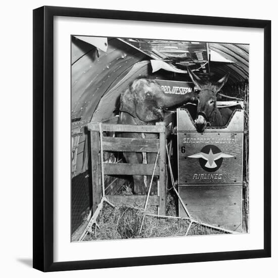 A Donkey and an Elephant-null-Framed Photographic Print