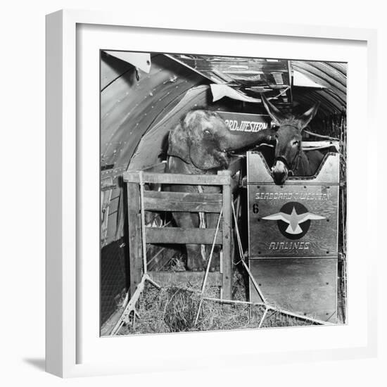 A Donkey and an Elephant-null-Framed Photographic Print