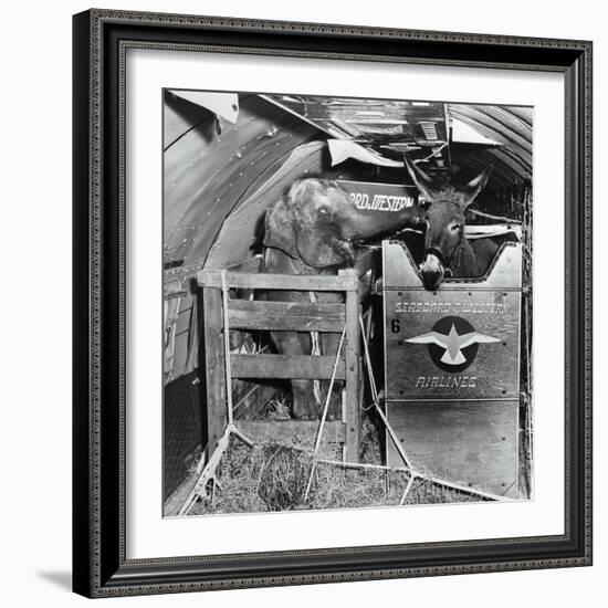 A Donkey and an Elephant-null-Framed Photographic Print