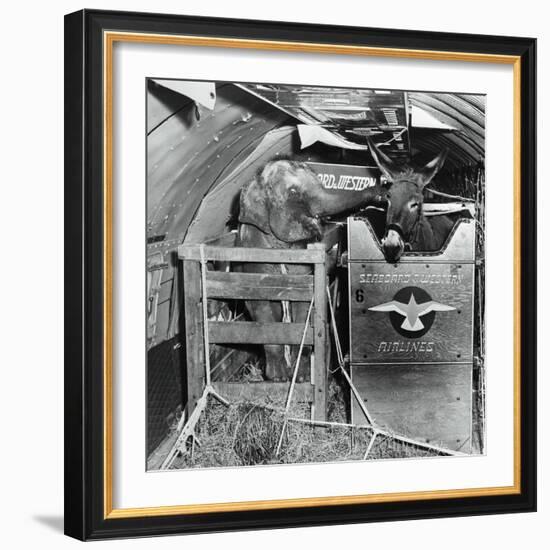 A Donkey and an Elephant-null-Framed Photographic Print
