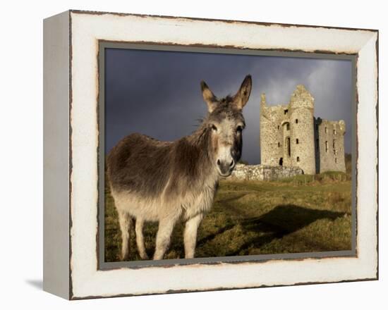 A Donkey Grazes in Front 17th Century Monea Castle, County Fermanagh, Ulster, Northern Ireland-Andrew Mcconnell-Framed Premier Image Canvas