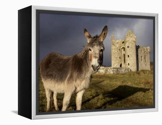 A Donkey Grazes in Front 17th Century Monea Castle, County Fermanagh, Ulster, Northern Ireland-Andrew Mcconnell-Framed Premier Image Canvas