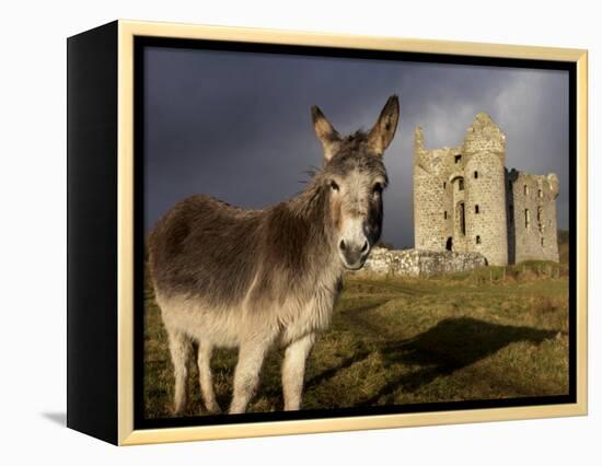 A Donkey Grazes in Front 17th Century Monea Castle, County Fermanagh, Ulster, Northern Ireland-Andrew Mcconnell-Framed Premier Image Canvas