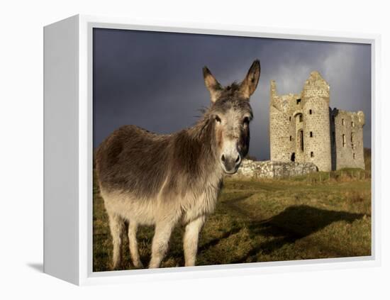 A Donkey Grazes in Front 17th Century Monea Castle, County Fermanagh, Ulster, Northern Ireland-Andrew Mcconnell-Framed Premier Image Canvas