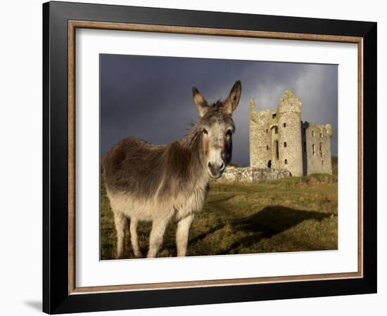 A Donkey Grazes in Front 17th Century Monea Castle, County Fermanagh, Ulster, Northern Ireland-Andrew Mcconnell-Framed Photographic Print