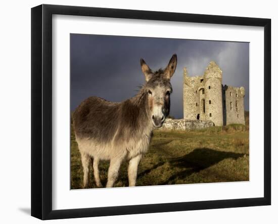 A Donkey Grazes in Front 17th Century Monea Castle, County Fermanagh, Ulster, Northern Ireland-Andrew Mcconnell-Framed Photographic Print