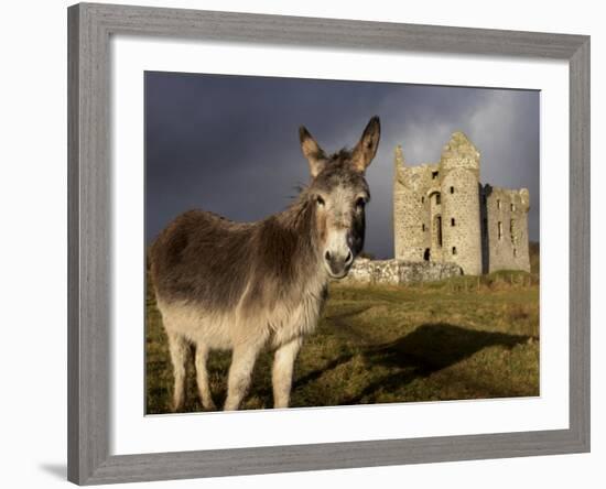 A Donkey Grazes in Front 17th Century Monea Castle, County Fermanagh, Ulster, Northern Ireland-Andrew Mcconnell-Framed Photographic Print