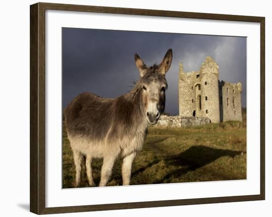 A Donkey Grazes in Front 17th Century Monea Castle, County Fermanagh, Ulster, Northern Ireland-Andrew Mcconnell-Framed Photographic Print