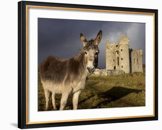 A Donkey Grazes in Front 17th Century Monea Castle, County Fermanagh, Ulster, Northern Ireland-Andrew Mcconnell-Framed Photographic Print