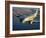 A Douglas C-53 Skytrooper in Flight Near Chino, California-Stocktrek Images-Framed Photographic Print