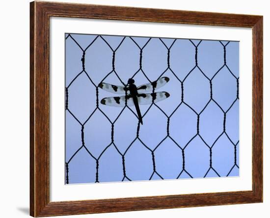 A Dragonfly Clings to the Wire of a Backstop During the Iowa High School Baseball Tournament-null-Framed Photographic Print