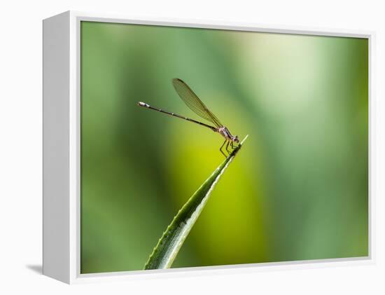 A Dragonfly in Chapada Diamantina National Park-Alex Saberi-Framed Premier Image Canvas