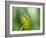 A Dragonfly in Chapada Diamantina National Park-Alex Saberi-Framed Photographic Print