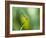 A Dragonfly in Chapada Diamantina National Park-Alex Saberi-Framed Photographic Print