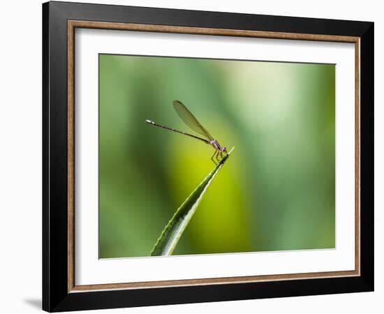 A Dragonfly in Chapada Diamantina National Park-Alex Saberi-Framed Photographic Print