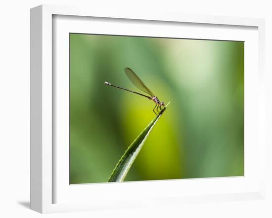 A Dragonfly in Chapada Diamantina National Park-Alex Saberi-Framed Photographic Print