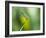 A Dragonfly in Chapada Diamantina National Park-Alex Saberi-Framed Photographic Print