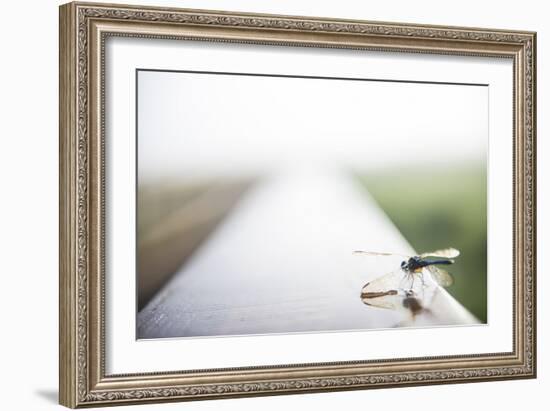 A Dragonfly Sits in the Morning Dew in Paynes Prairie State Preserve, Florida-Brad Beck-Framed Photographic Print