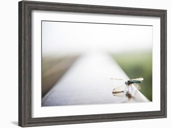 A Dragonfly Sits in the Morning Dew in Paynes Prairie State Preserve, Florida-Brad Beck-Framed Photographic Print