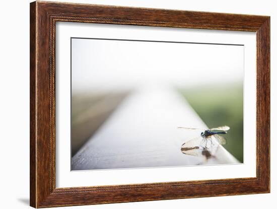 A Dragonfly Sits in the Morning Dew in Paynes Prairie State Preserve, Florida-Brad Beck-Framed Photographic Print