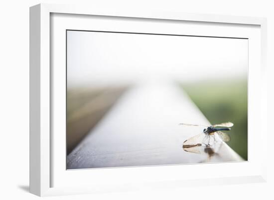 A Dragonfly Sits in the Morning Dew in Paynes Prairie State Preserve, Florida-Brad Beck-Framed Photographic Print