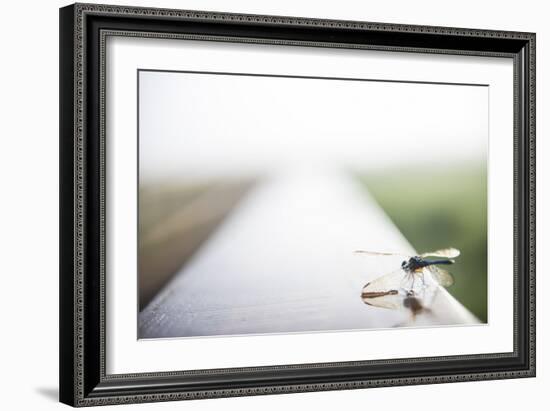 A Dragonfly Sits in the Morning Dew in Paynes Prairie State Preserve, Florida-Brad Beck-Framed Photographic Print