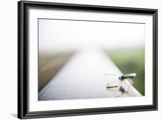 A Dragonfly Sits in the Morning Dew in Paynes Prairie State Preserve, Florida-Brad Beck-Framed Photographic Print