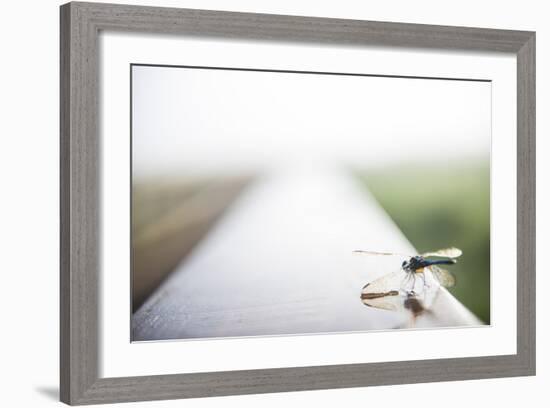 A Dragonfly Sits in the Morning Dew in Paynes Prairie State Preserve, Florida-Brad Beck-Framed Photographic Print