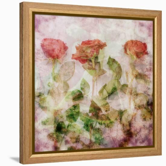 A Dreamy Floral Montage from Three Red Roses-Alaya Gadeh-Framed Premier Image Canvas