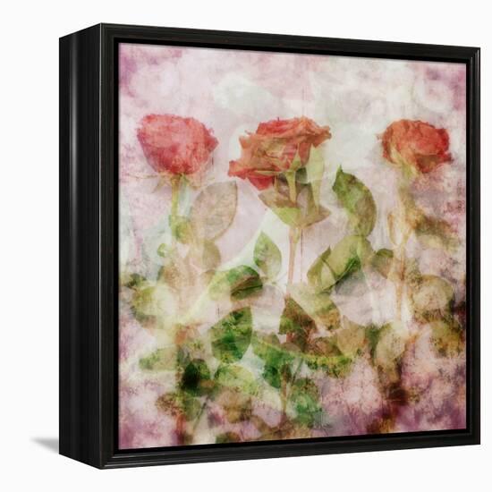 A Dreamy Floral Montage from Three Red Roses-Alaya Gadeh-Framed Premier Image Canvas