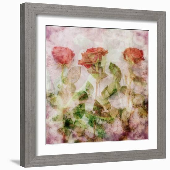 A Dreamy Floral Montage from Three Red Roses-Alaya Gadeh-Framed Photographic Print