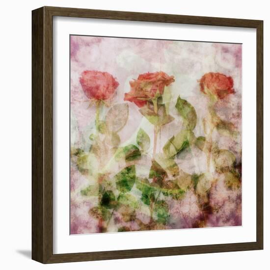 A Dreamy Floral Montage from Three Red Roses-Alaya Gadeh-Framed Photographic Print