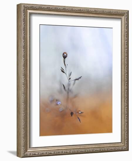 A Drop Fall-Heidi Westum-Framed Photographic Print