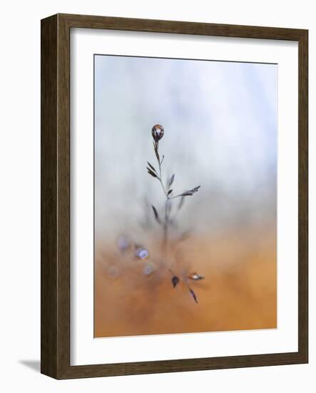 A Drop Fall-Heidi Westum-Framed Photographic Print