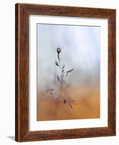 A Drop Fall-Heidi Westum-Framed Photographic Print