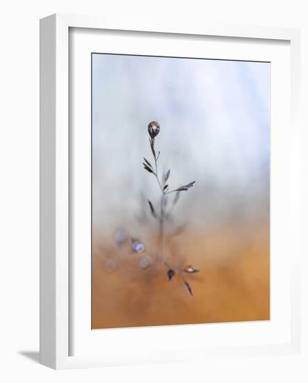 A Drop Fall-Heidi Westum-Framed Photographic Print