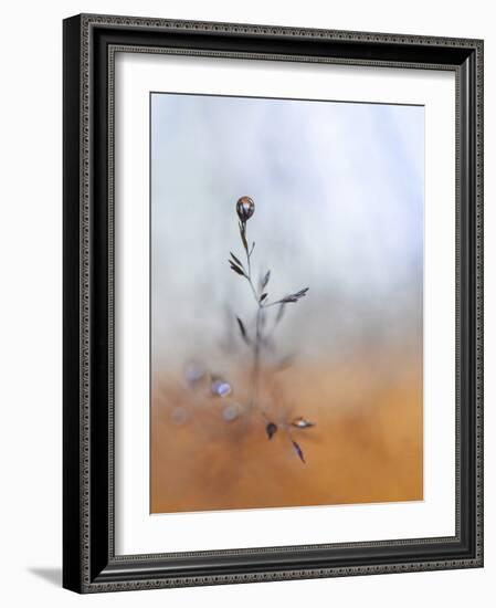 A Drop Fall-Heidi Westum-Framed Photographic Print