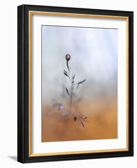 A Drop Fall-Heidi Westum-Framed Photographic Print