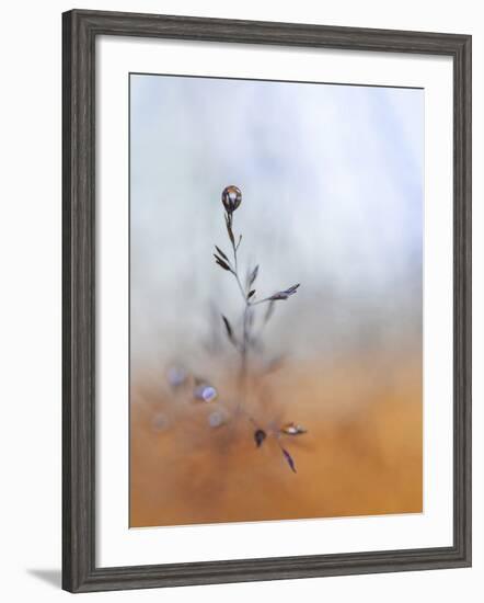 A Drop Fall-Heidi Westum-Framed Photographic Print