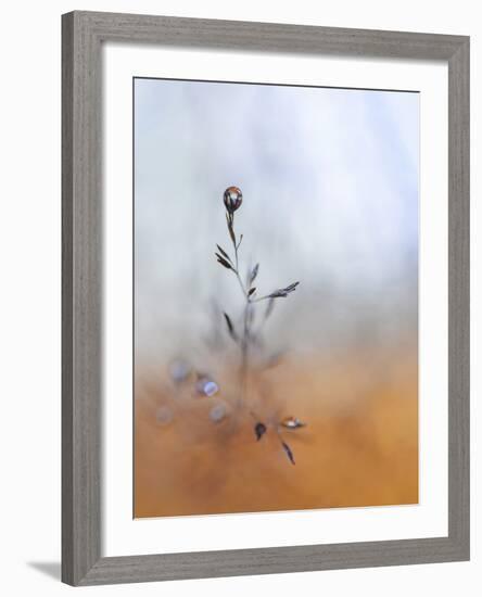 A Drop Fall-Heidi Westum-Framed Photographic Print