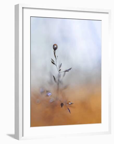 A Drop Fall-Heidi Westum-Framed Photographic Print