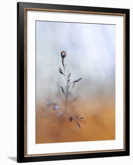 A Drop Fall-Heidi Westum-Framed Photographic Print