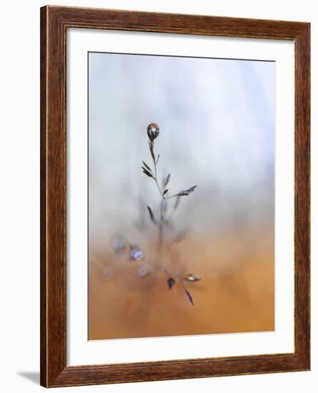 A Drop Fall-Heidi Westum-Framed Photographic Print