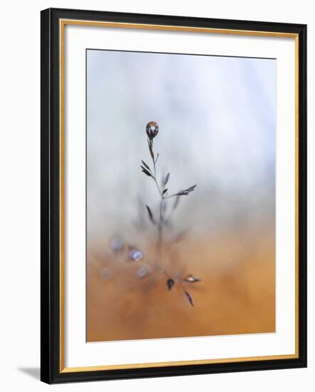 A Drop Fall-Heidi Westum-Framed Photographic Print