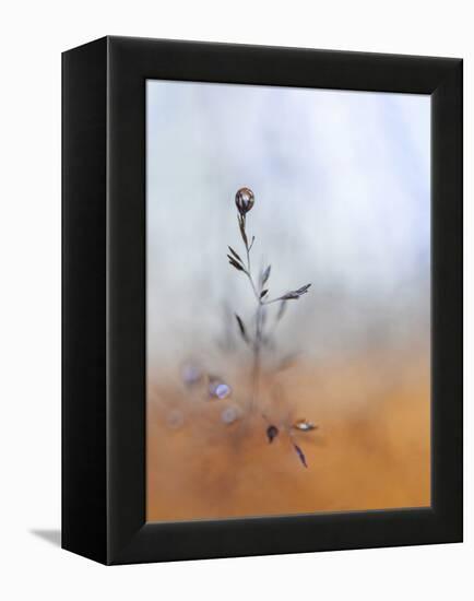 A Drop Fall-Heidi Westum-Framed Premier Image Canvas