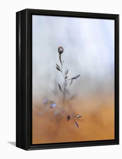 A Drop Fall-Heidi Westum-Framed Premier Image Canvas