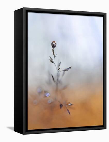 A Drop Fall-Heidi Westum-Framed Premier Image Canvas