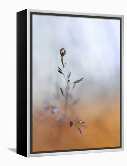 A Drop Fall-Heidi Westum-Framed Premier Image Canvas