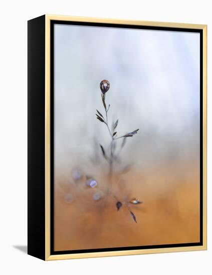 A Drop Fall-Heidi Westum-Framed Premier Image Canvas